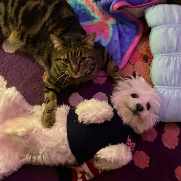 Meet your Posher, Elizabeth - Picture 14 of 16